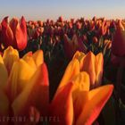 Tulpen genießen die Sonne 