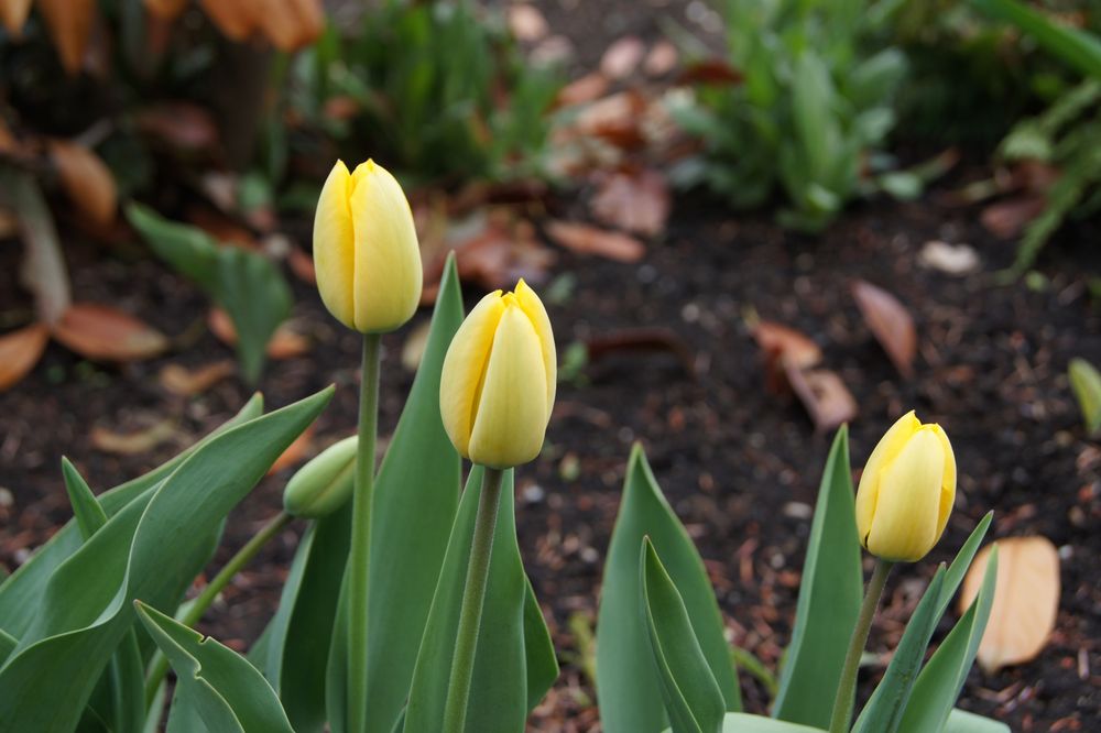 Tulpen geschlossen bei -2°C