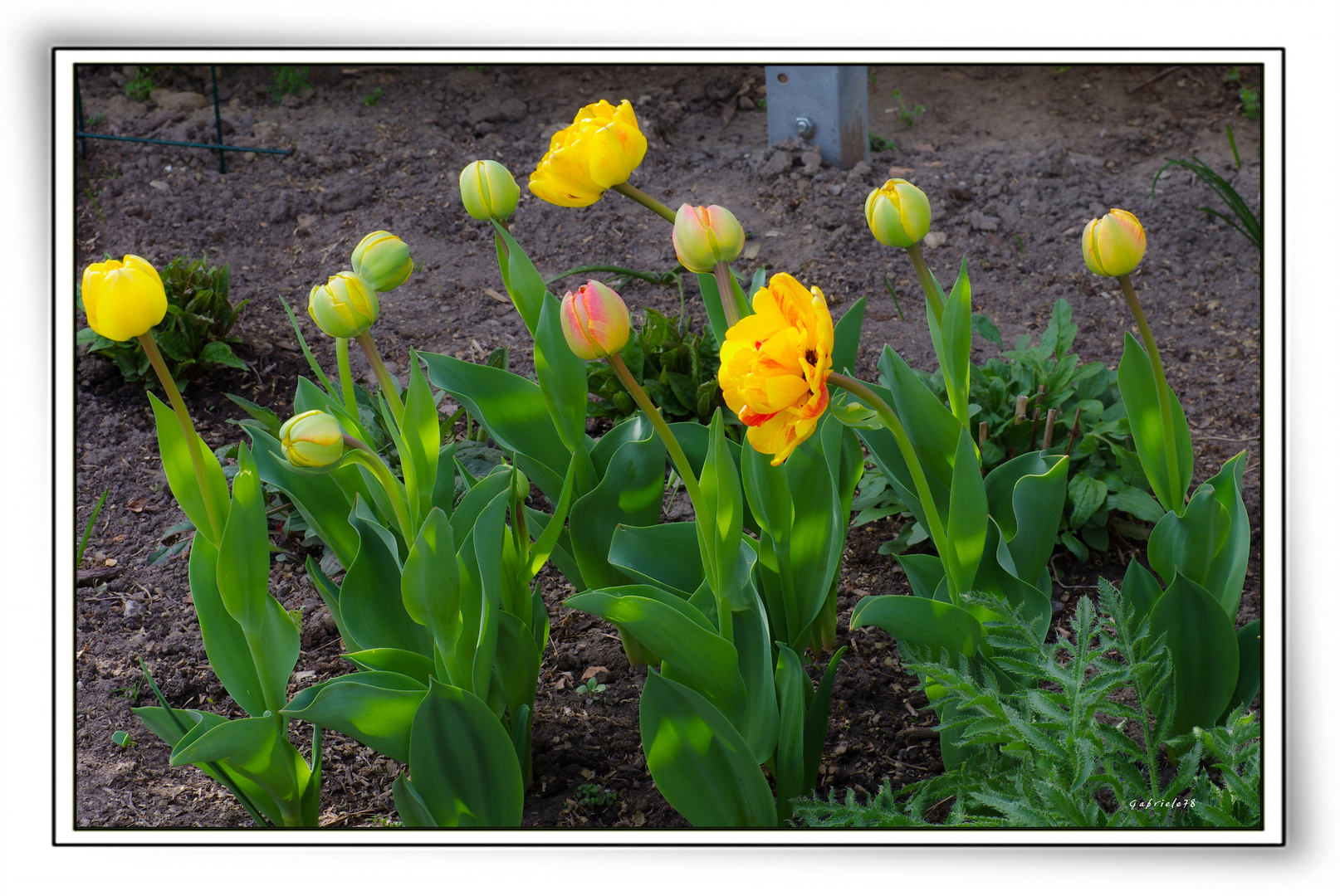 Tulpen geschlossen