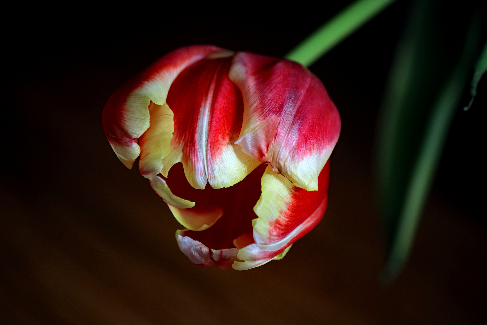 Tulpen-Gesicht