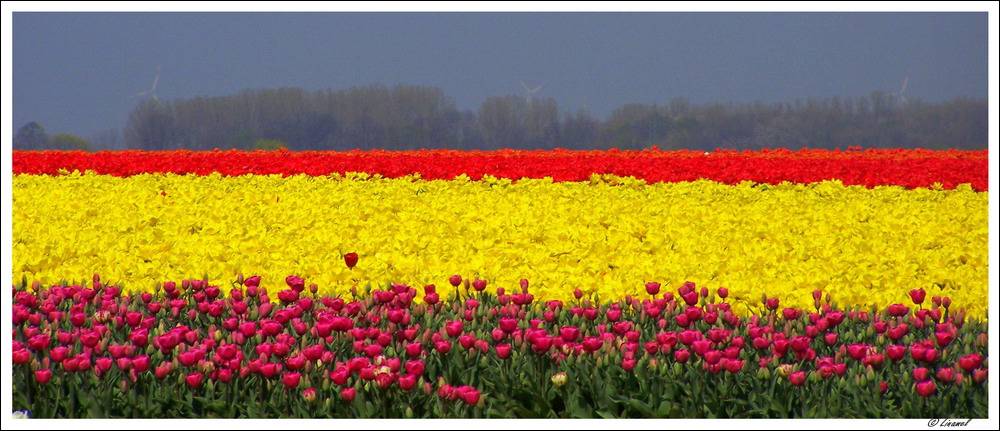 ~ Tulpen gibts.... ~