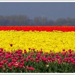 ~ Tulpen gibts.... ~