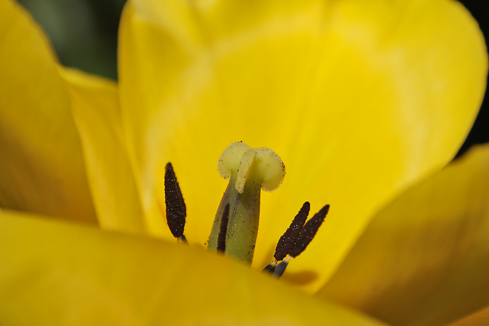 Tulpen-Grüße