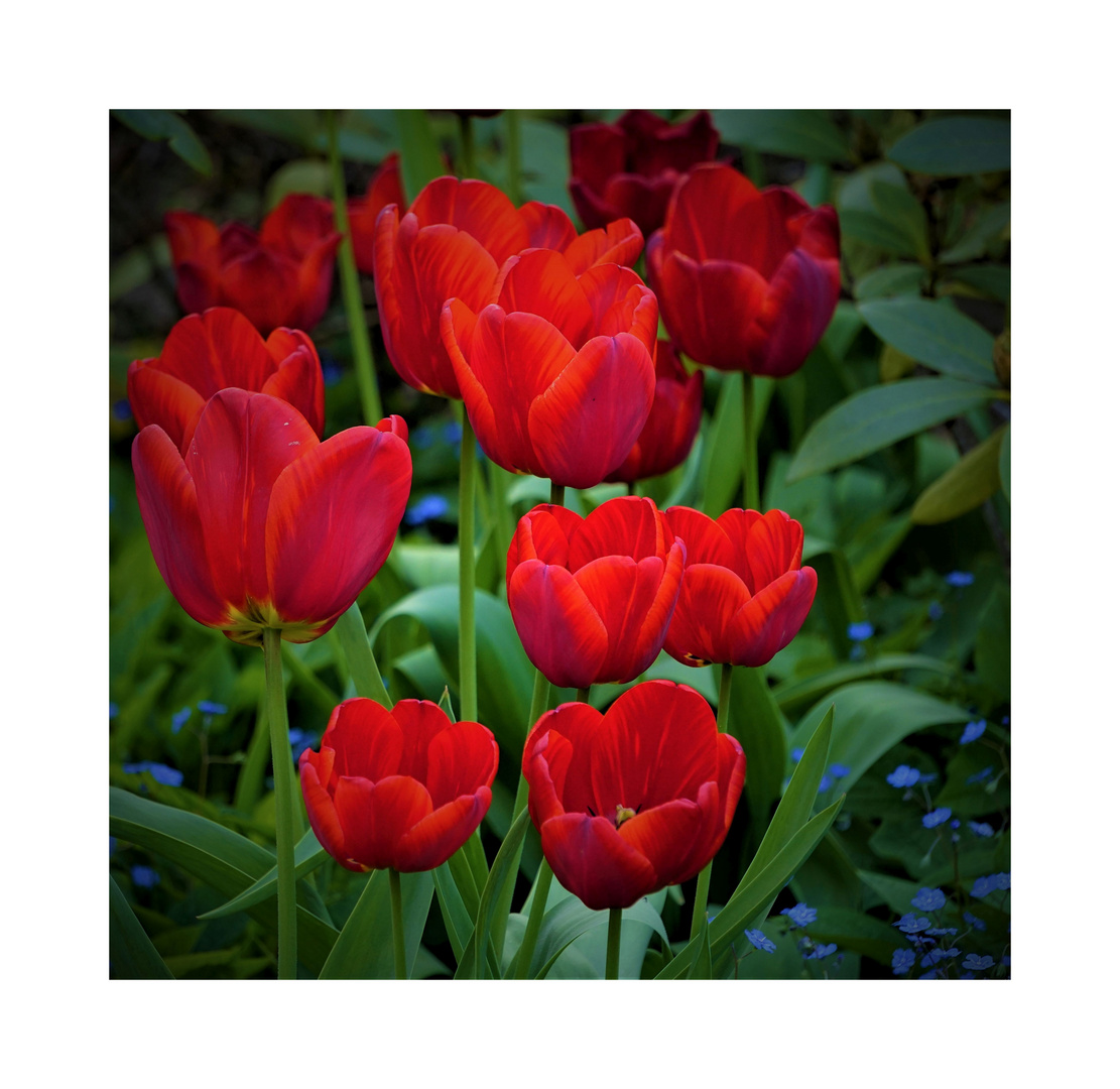 Tulpen haben im Frühling ihren großen Auftritt.