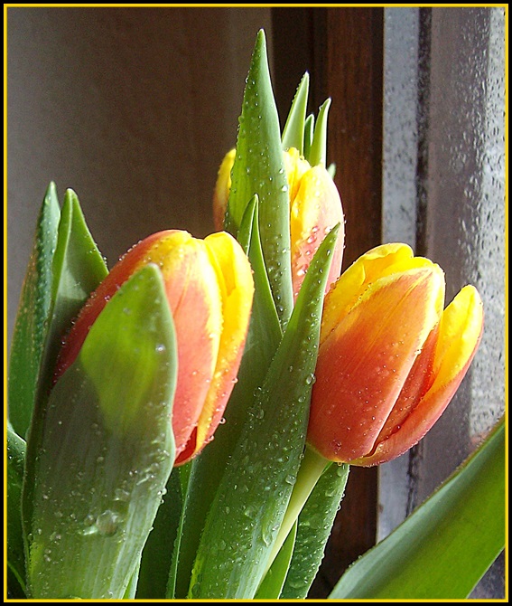 Tulpen - Harmonie