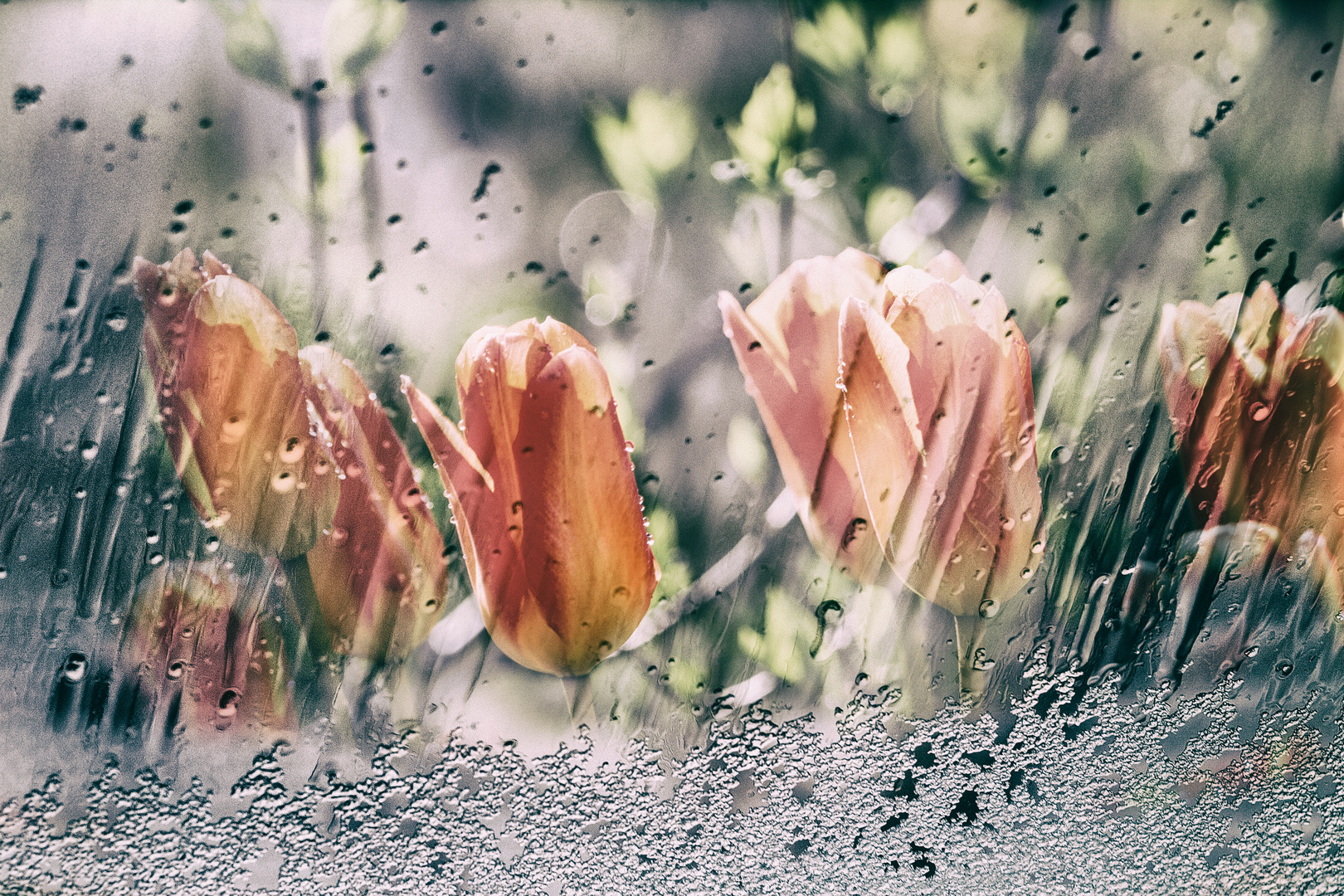 Tulpen hinter vereistem Glas