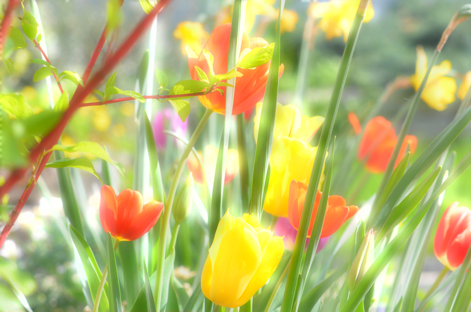 Tulpen (hoffentlich kommt der Frühling bald)