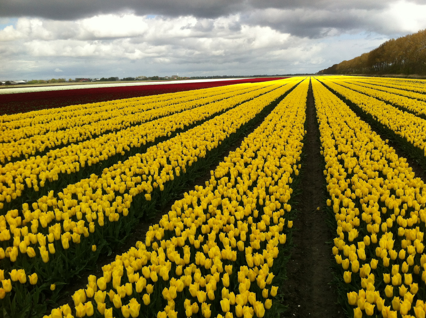 Tulpen Holland 1