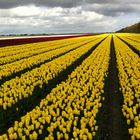 Tulpen Holland 1