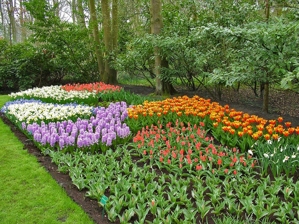 Tulpen, Hyazinthen u. Narzissen Foto & Bild pflanzen, pilze