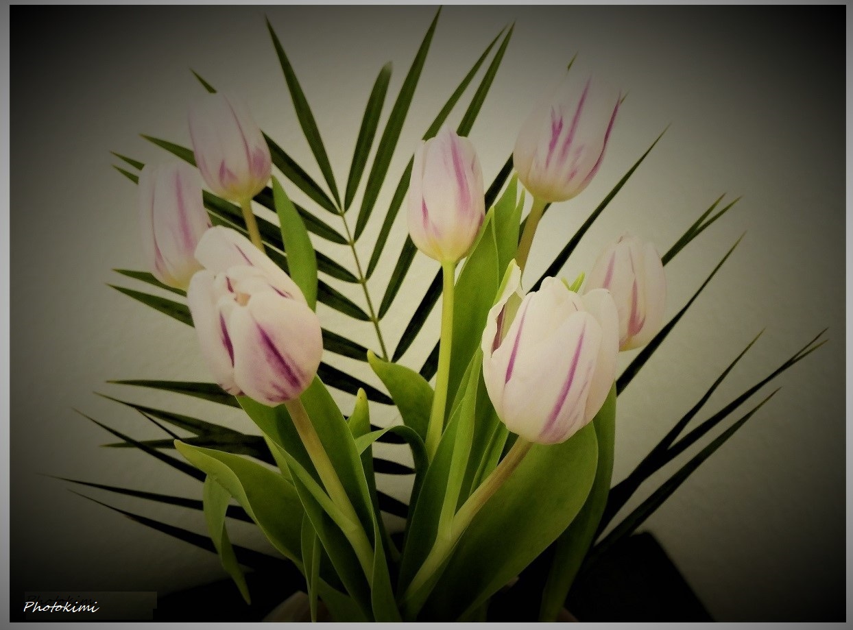Tulpen (I)