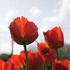 Tulpen I