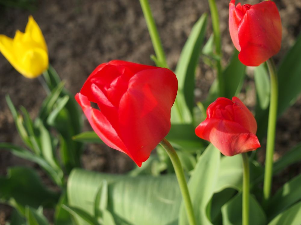 Tulpen I