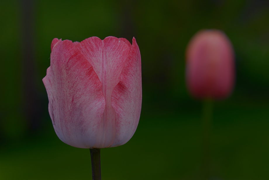 Tulpen I