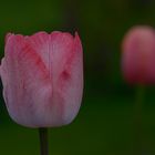 Tulpen I