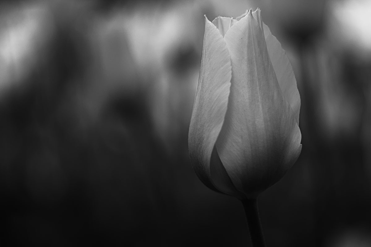 Tulpen I