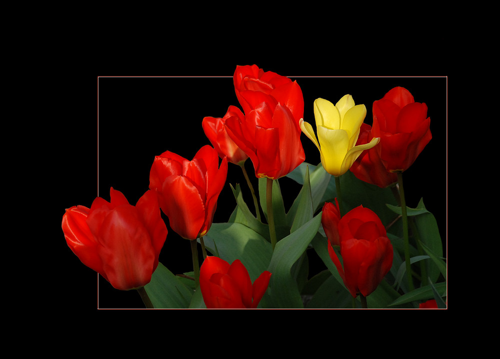 Tulpen I