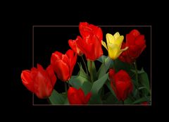 Tulpen I