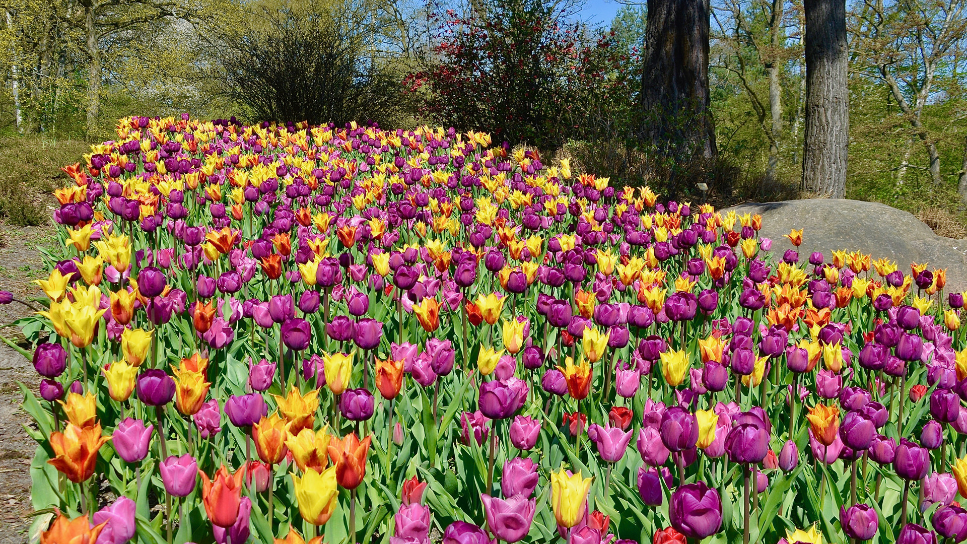 Tulpen - ich kann es nicht lassen