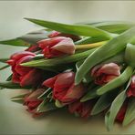 Tulpen - ich komm im Moment einfach nicht ohne aus...