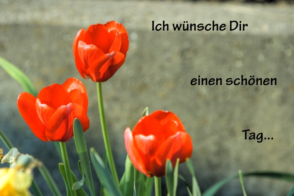 Tulpen - Ich wünsche Dir einen schönen Tag ...