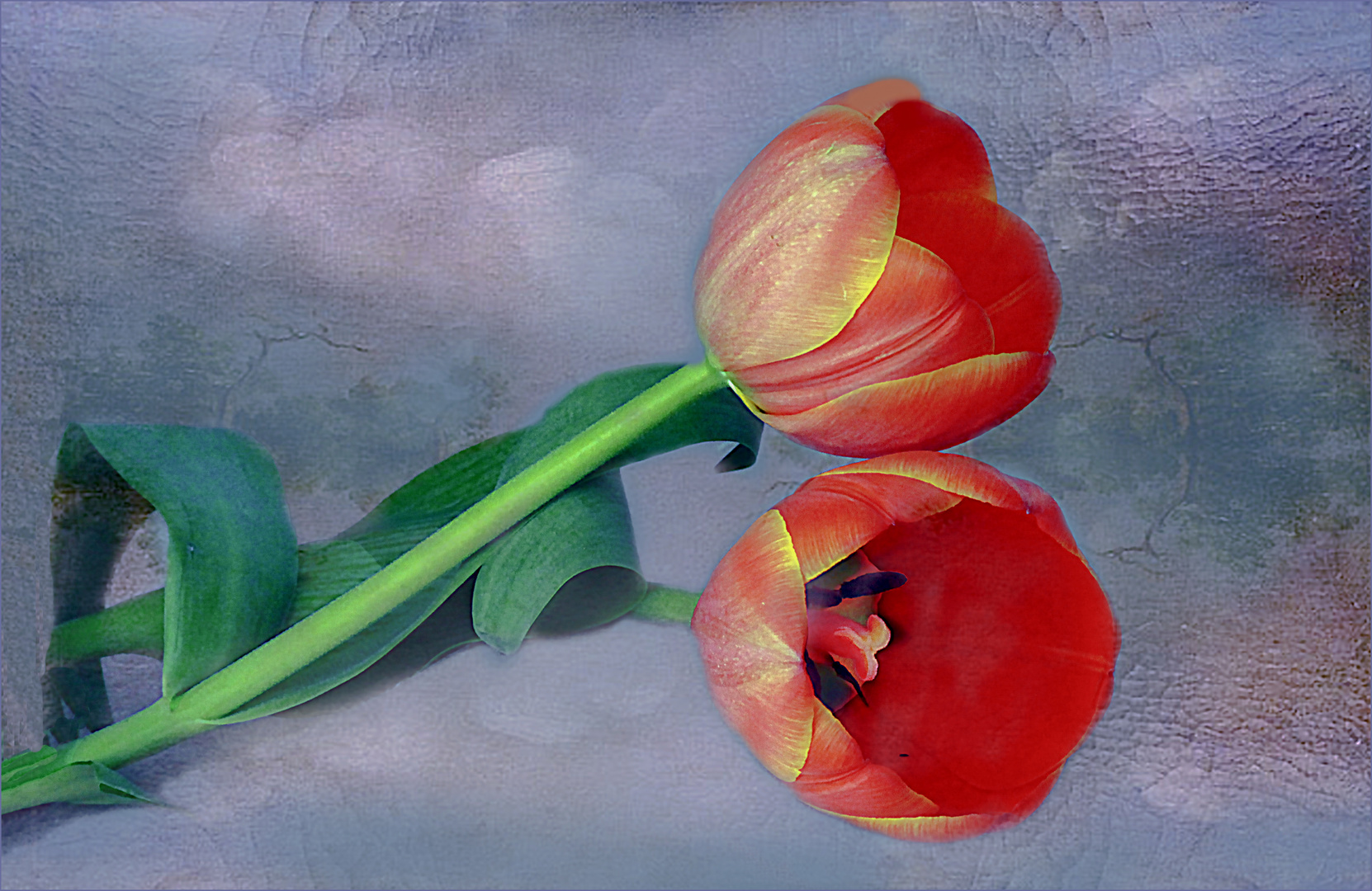  Tulpen  II.