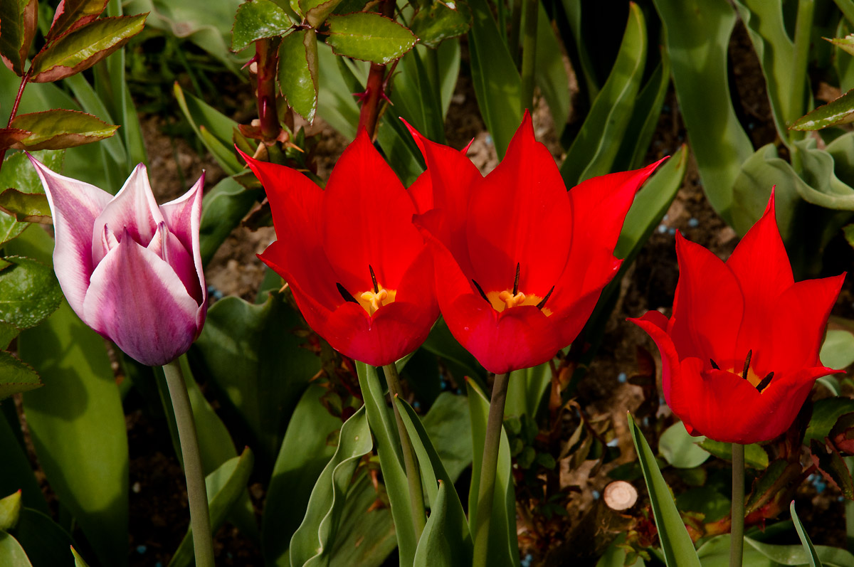 Tulpen II