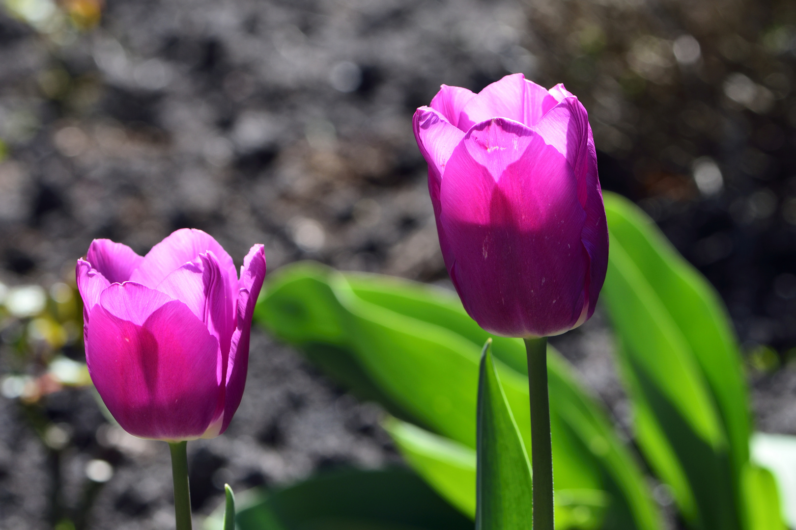 Tulpen II