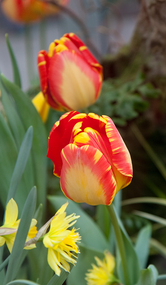 Tulpen II