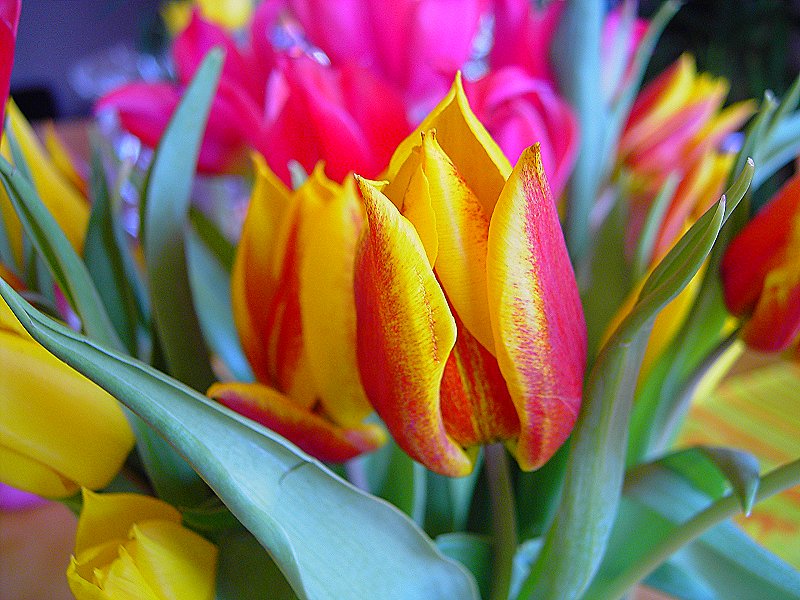 Tulpen II