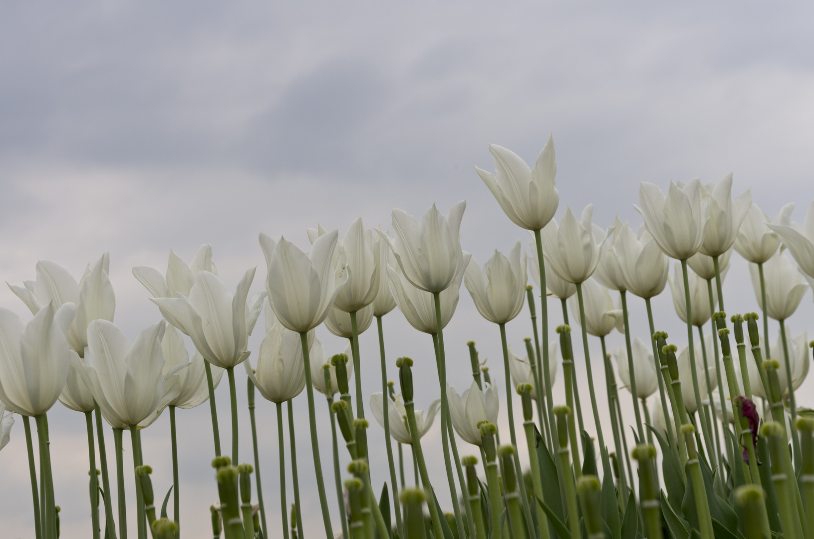 Tulpen II