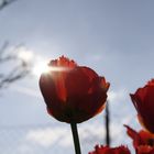 Tulpen II