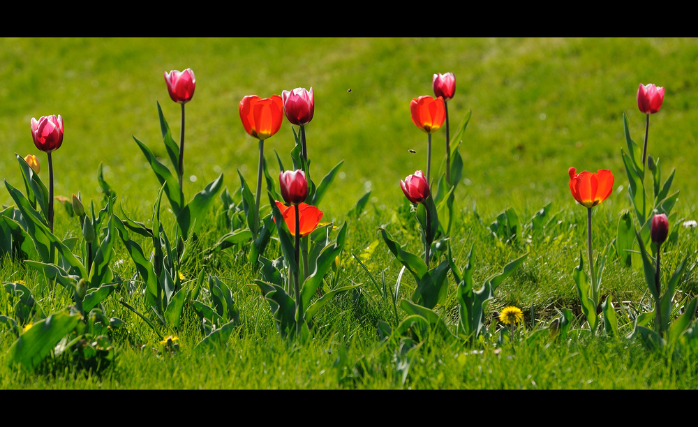 Tulpen II