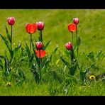 Tulpen II