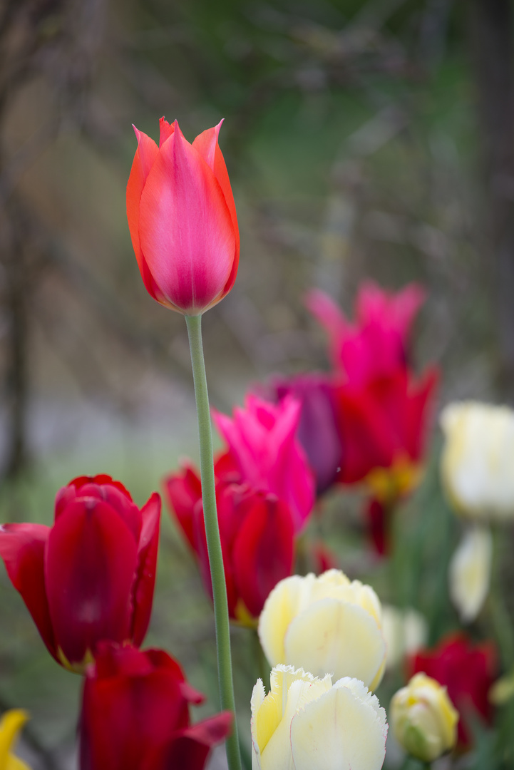Tulpen II - rot