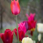 Tulpen II - rot