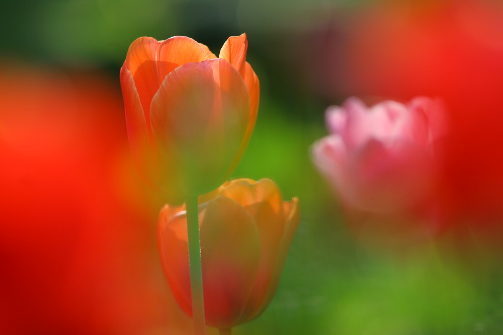 Tulpen III