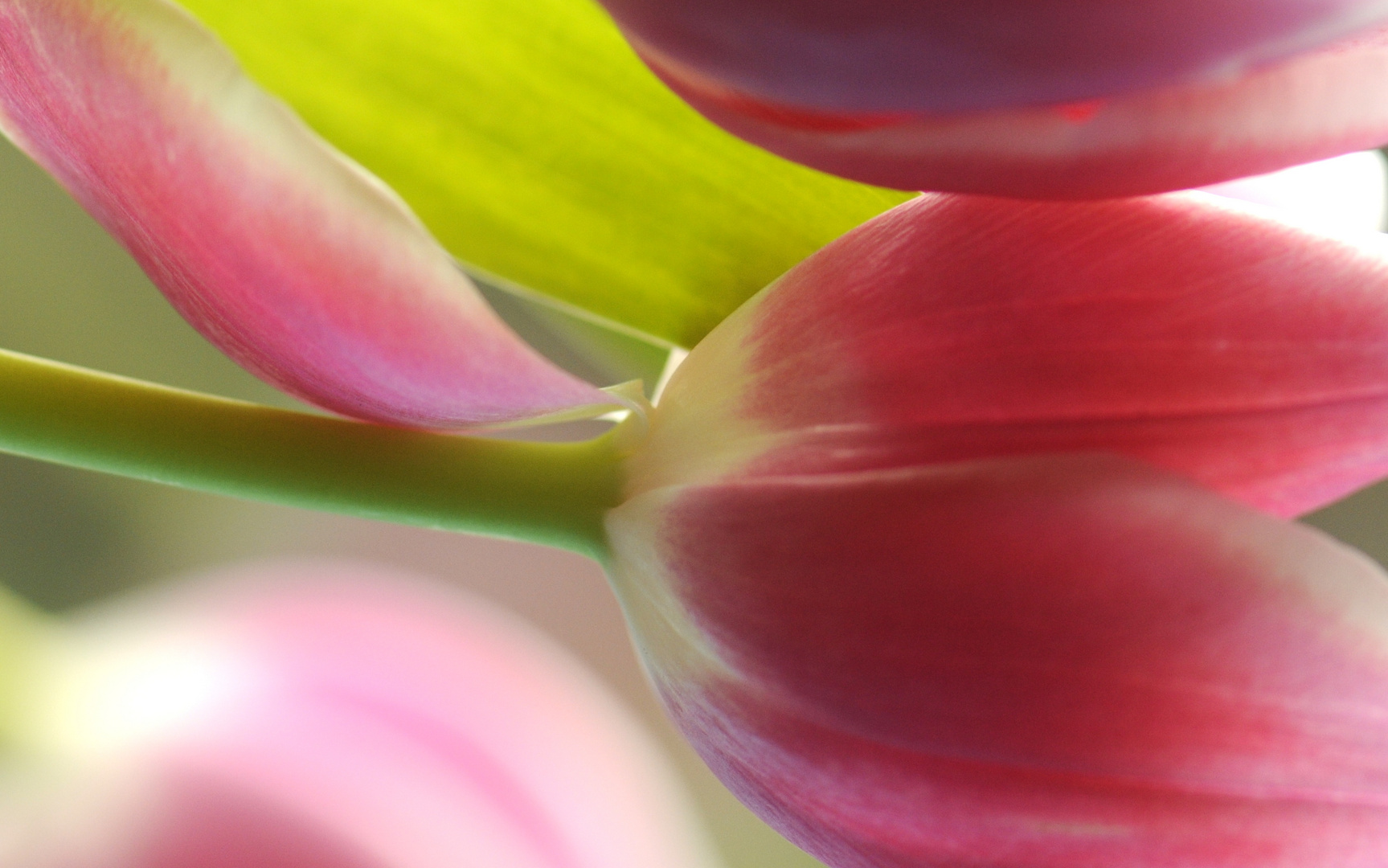 Tulpen III