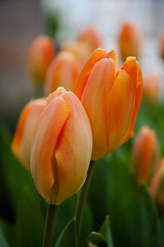 Tulpen III