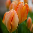 Tulpen III