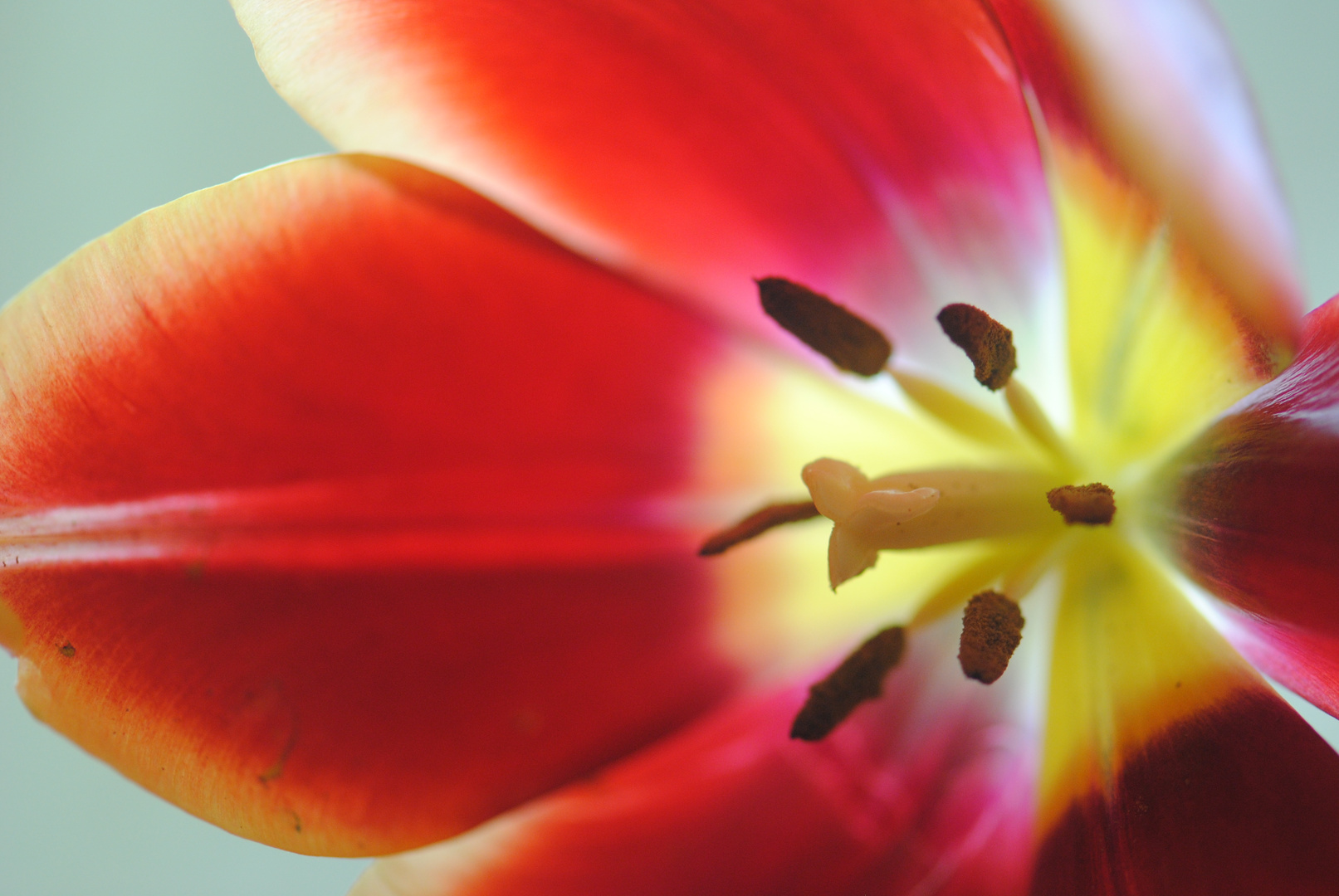 Tulpen III