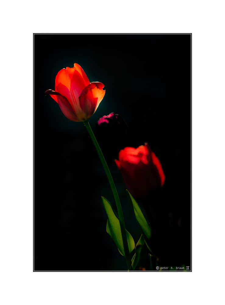 Tulpen, illuminiert