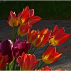 Tulpen im Abendlicht