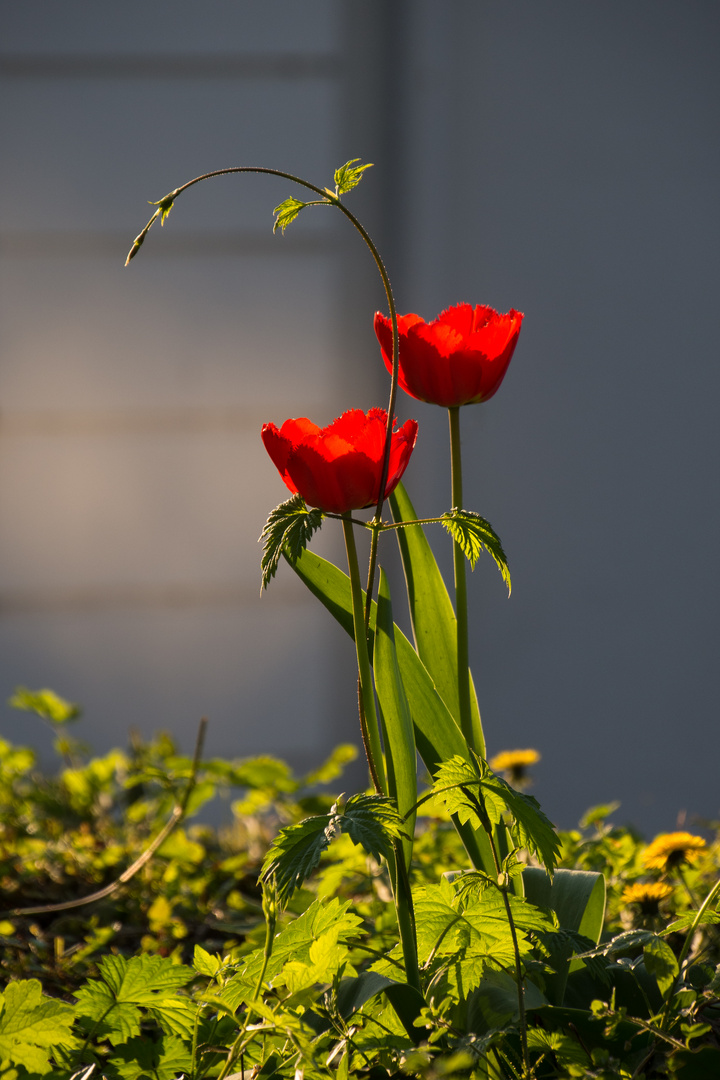 Tulpen im Abendlicht