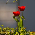 Tulpen im Abendlicht