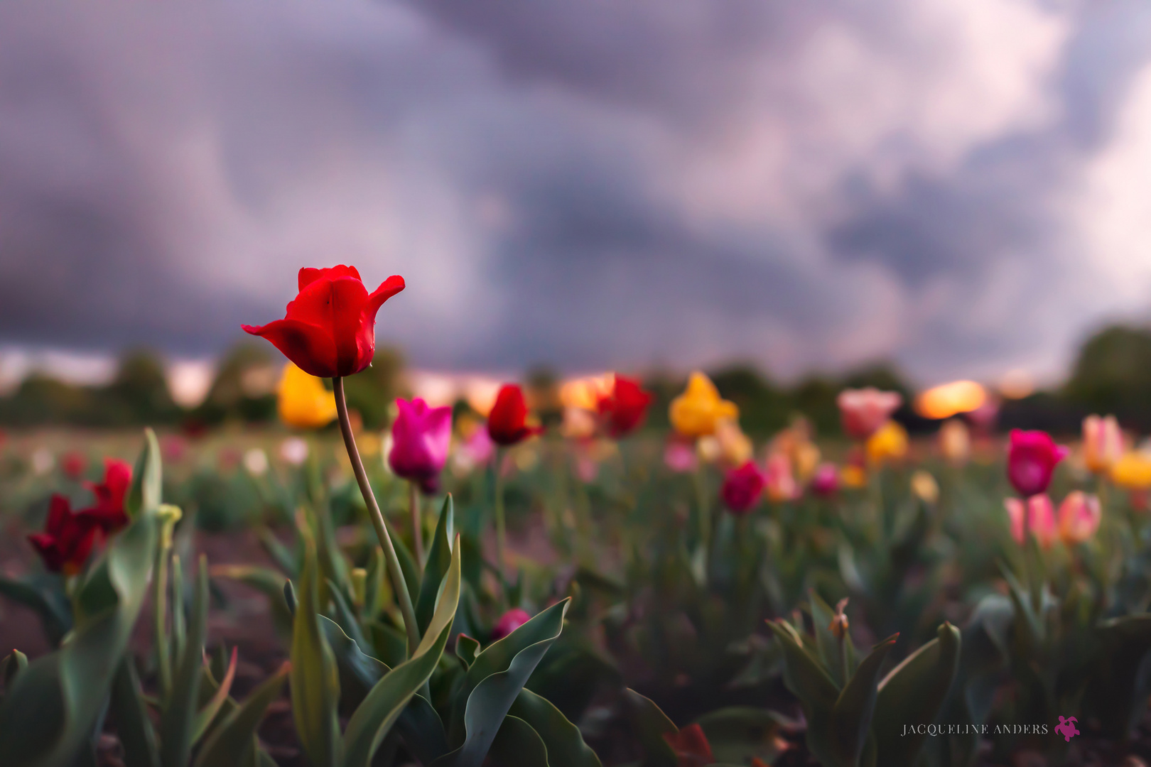 Tulpen im Abendlicht