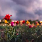 Tulpen im Abendlicht