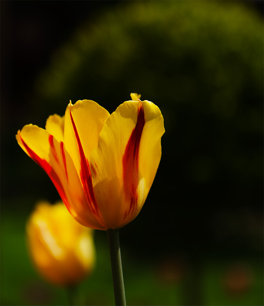 Tulpen im Abendlicht