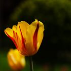 Tulpen im Abendlicht