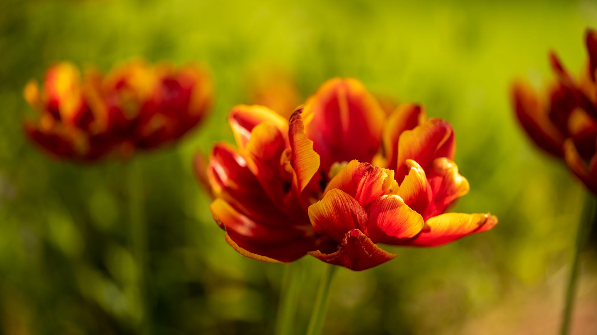 Tulpen im Abendlicht